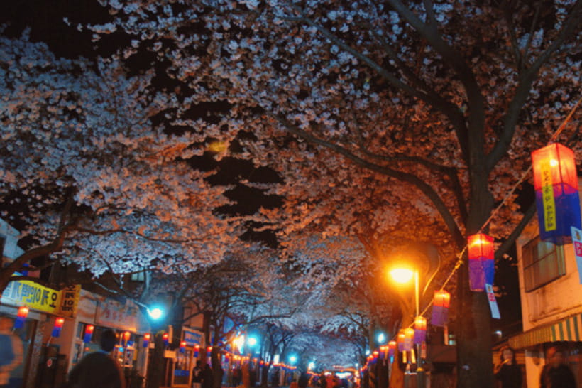 Jeju East: Cherry Blossom Early Bird Tour with Hotel Pickup - What the $72 price really covers