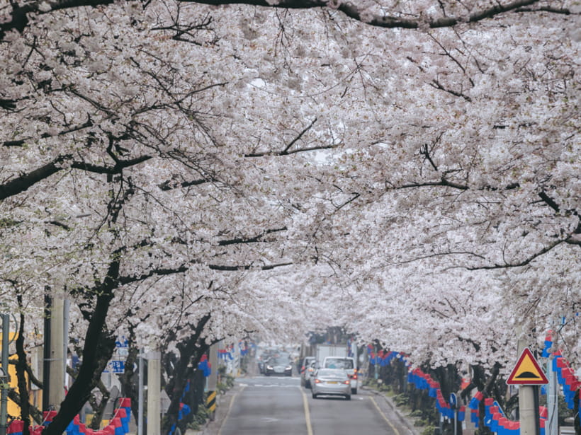 Jeju East: Cherry Blossom Early Bird Tour with Hotel Pickup - Who should book this Jeju day?