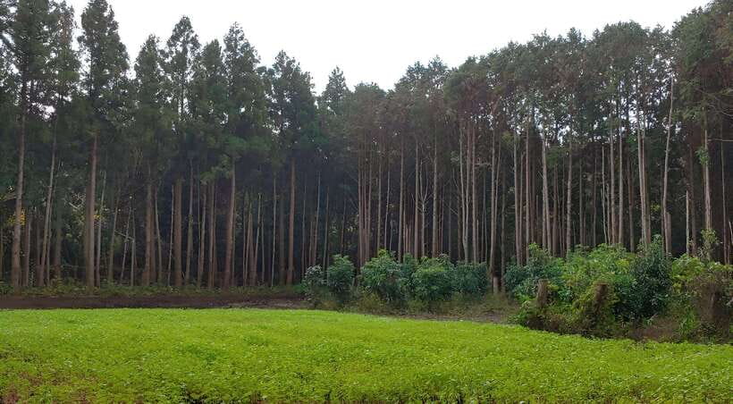 Jeju East: K-Drama Filming Spots Tour with Hotel Pickup - Key points at a glance