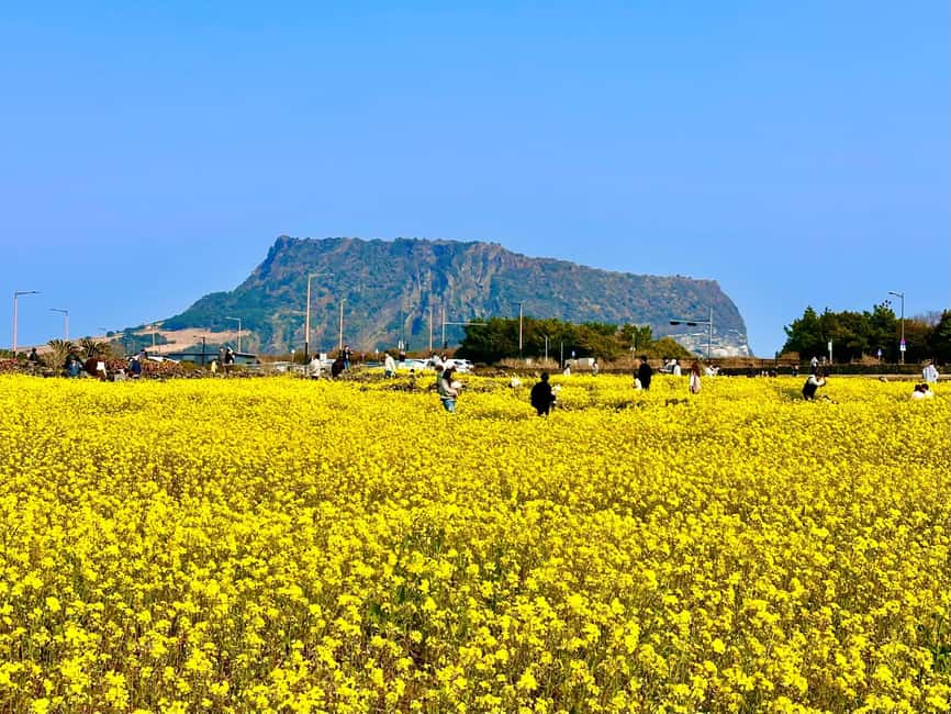 Jeju East: Small Group Healing Tour w/Woman Divers Show - Key points at a glance