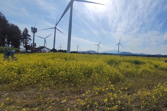 Jeju English Private Taxi Tour(1day, 2days, 3days & 1 to 12pax) - What your eight to nine hours can include