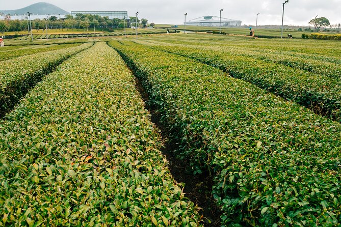 Jeju island Southern UNESCO Day Tour With Hallasan MT - Guides, language, and the human side of the day