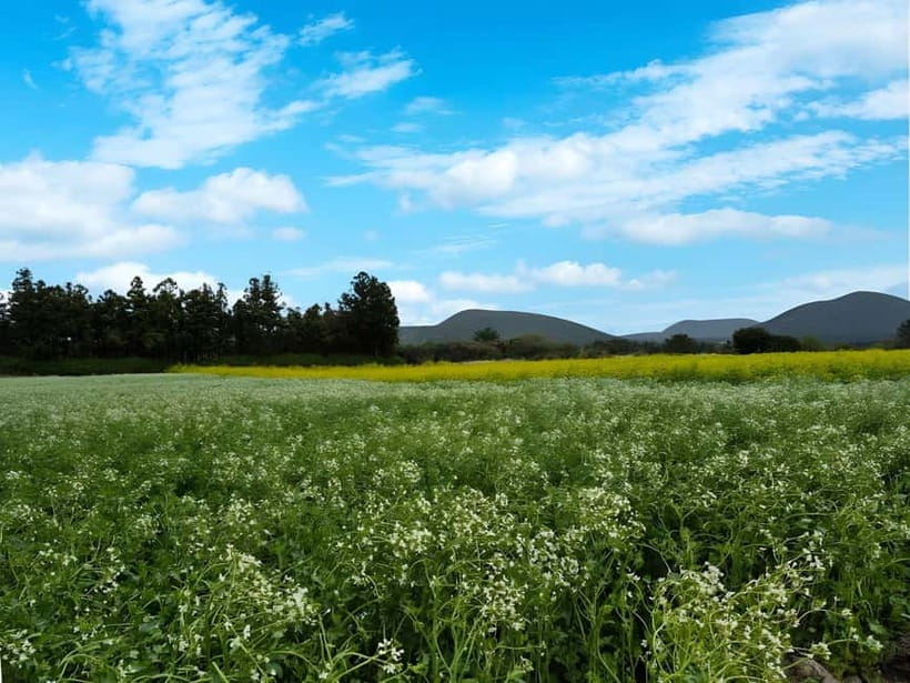 Jeju: K-Drama Spot When Life Gives You Tangerines Hotel Pick - Key points at a glance