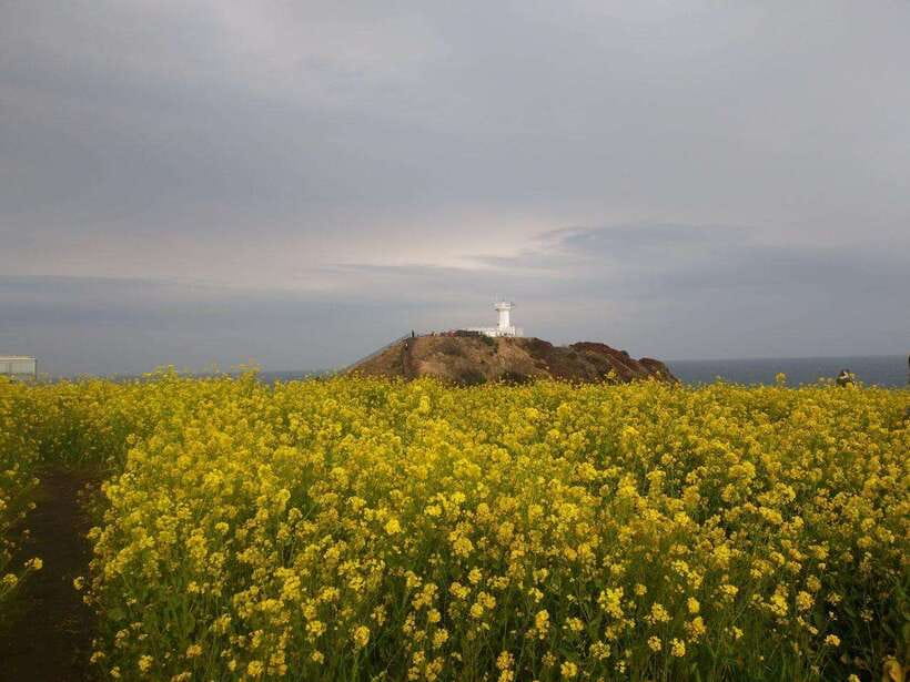 Jeju: Private Tour with an English Guide and a Vehicle - The eastern route: villages, volcanoes, and haenyeo