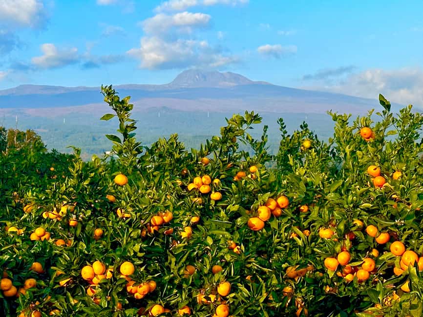 Jeju: Small Group Tour w/Pink Muhly & Tangerine Picking - Why This Route Works for an Autumn Day