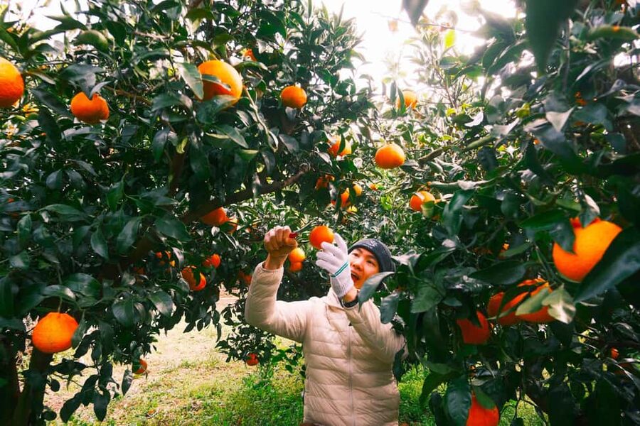 Jeju: Small Group Tour w/Pink Muhly & Tangerine Picking - Pink Muhly at Camellia Hill
