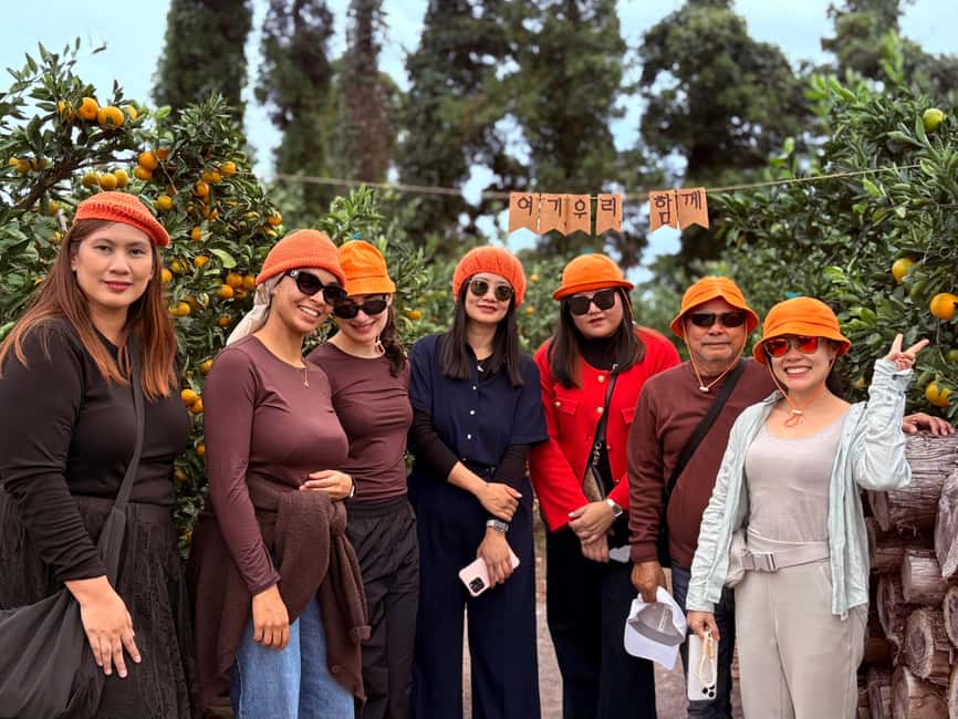 Jeju: Small Group Tour w/Pink Muhly & Tangerine Picking - Picking Jeju Tangerines at the Farm
