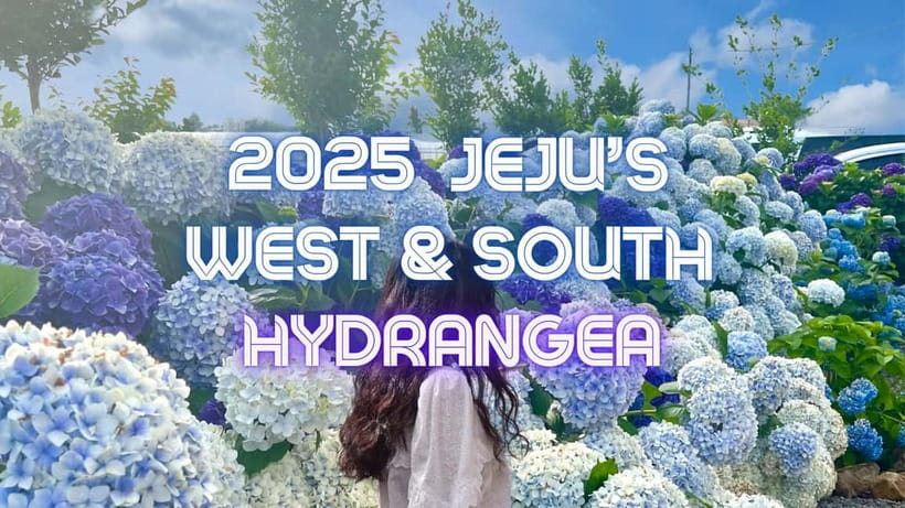 Jeju: Western & Southern Jeju Hydrangea Festival Tour - Key points to know before booking
