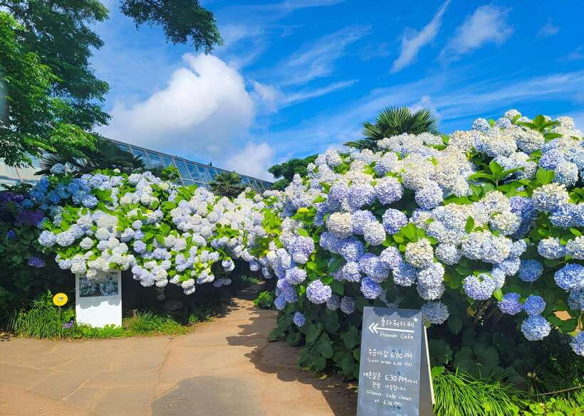 Jeju: Western & Southern Jeju Hydrangea Festival Tour - Why the hydrangea season makes this tour special