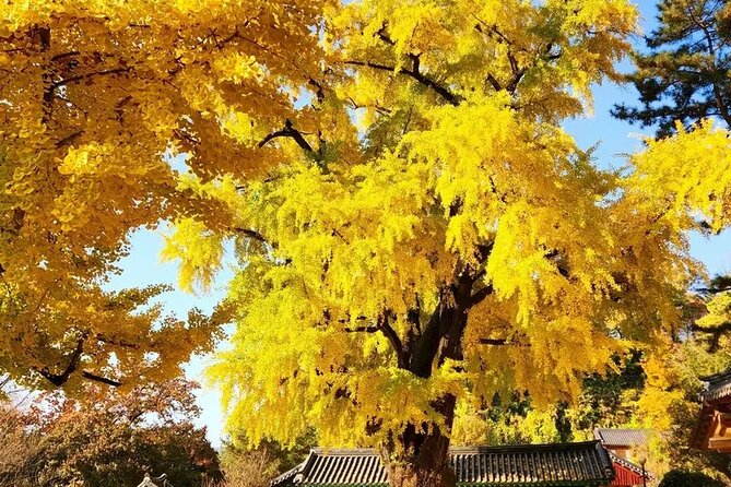 Jeonju Hanok Village Full-Day Tour:Jangtaesan Autumn Foliage - The long ride from Seoul