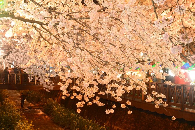 Jinhae Cherry Blossom Day trip from Busan - A Spring Adventure! - Why Jinhae makes a good spring day trip from Busan