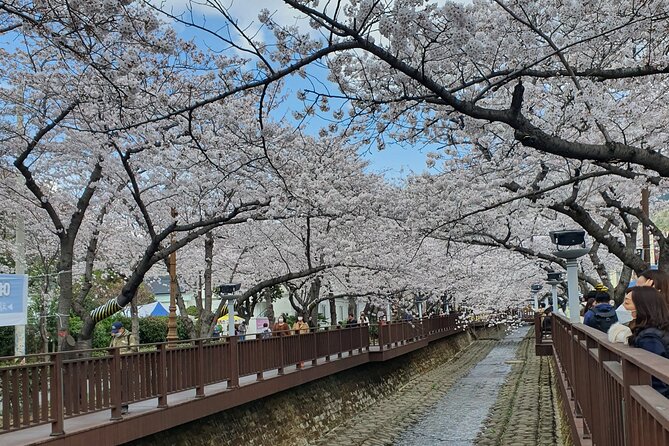 Jinhae Cherry Blossom Day trip from Busan - A Spring Adventure! - Yeojwacheon Stream and Romance Bridge