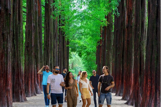 Nami Island & Garden of Morning Calm & Gangchon Railbike Tour - Lunch near Nami Island is practical, not part of the ticket
