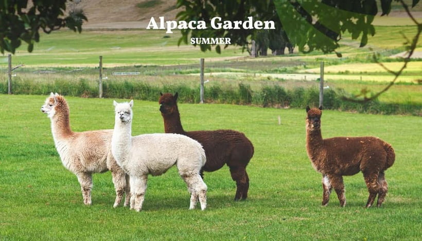 Nami Island, Railbike & Alpaca Garden Day Trip from Seoul - Pedaling through Gangchon’s autumn valleys