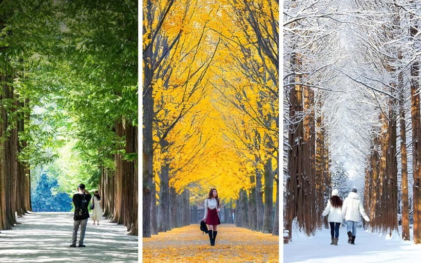 Nami Island, Railbike & Alpaca Garden Day Trip from Seoul - Who should book this experience?
