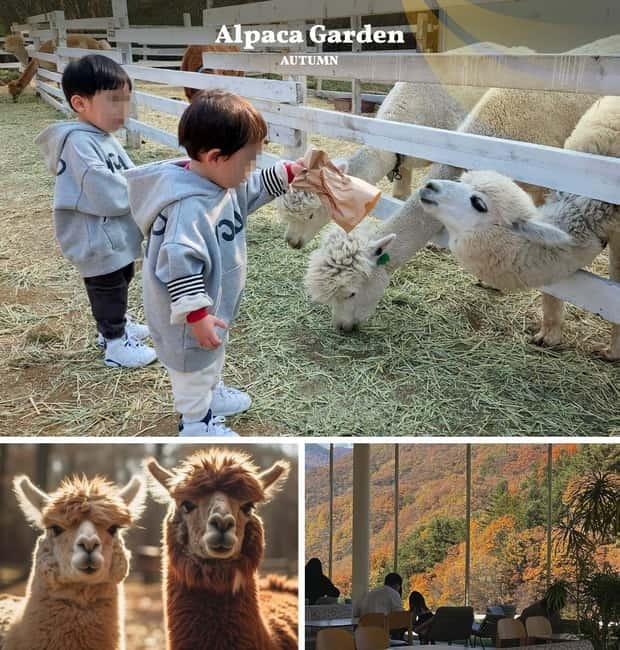 Nami Island, Railbike & Alpaca Garden Day Trip from Seoul - Nami Island and its famous tree-lined paths