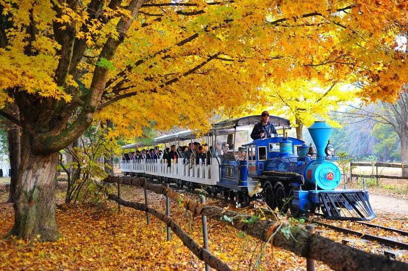 Nami & Maple Road & Theatre des Lumieres Day Tour from Seoul - Transport, meeting points, and the shape of the day