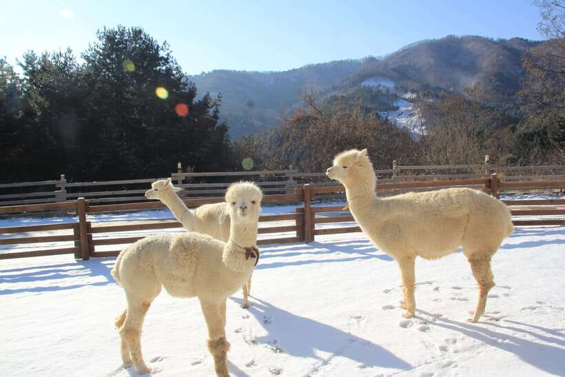 Seoul: Alpaca, Nami, Morning Calm or Eobi (+Rail Bike) - Optional rail biking across the Bukhan River