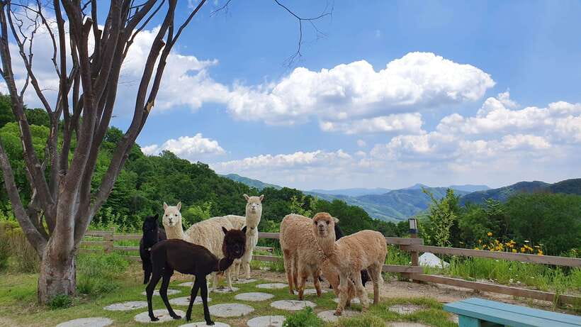 Seoul: Alpaca, Nami, Morning Calm or Eobi (+Rail Bike) - Alpaca World: one hour with fluffy company