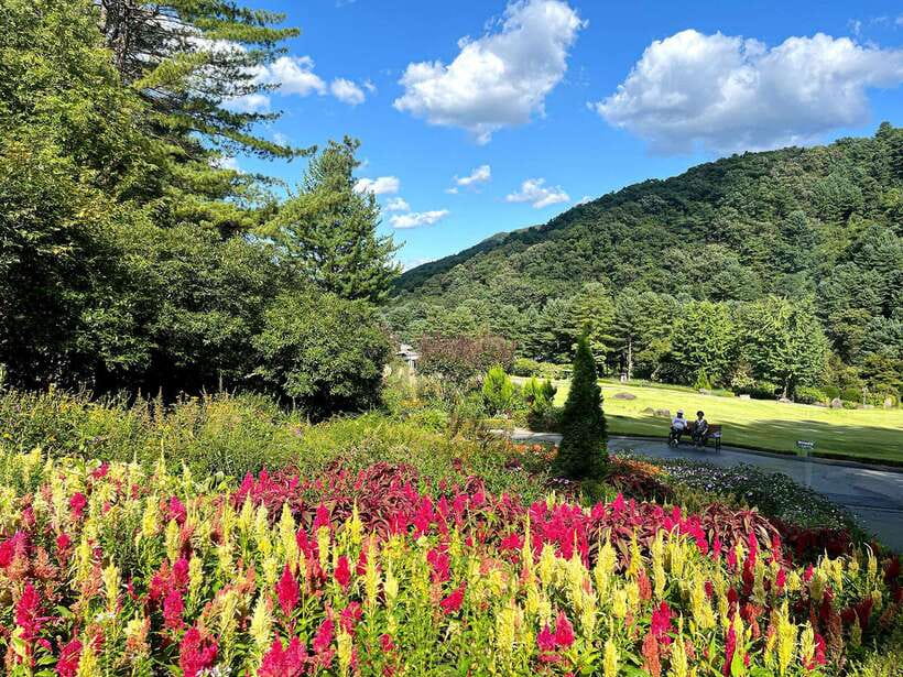 Seoul: Alpaca World and Nami Island (with Garden / Railbike) - Three ways to shape the afternoon and evening