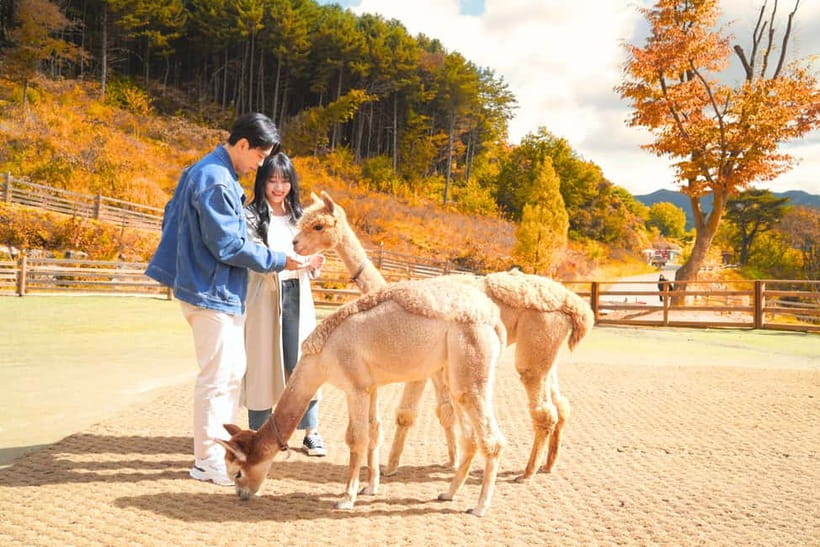 Seoul: Alpaca World and Nami Island (with Garden / Railbike) - Alpaca World, where the day starts with soft noses