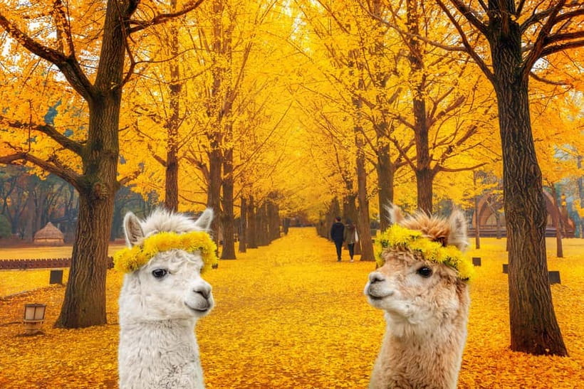 Seoul: Alpaca World & Nami Island optional Gangchon Railbike - Nami Island: paths, photos, and Korean drama scenery