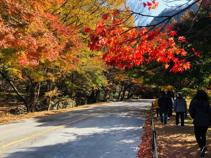 Seoul: Autumn Foliage - Mt. Naejang + Jeonju Hanok Village - What the $61 price really covers