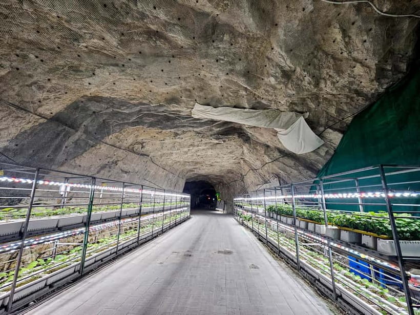 Seoul: Chungju Cruise, Cable Car & Cave Kayak Adventure Tour - Who will enjoy this Chungju outing most