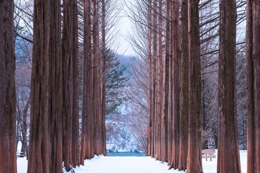 Seoul: Elysian Gangchon Winter Ski with Nami Island Day Tour - The short transfer to Elysian Gangchon