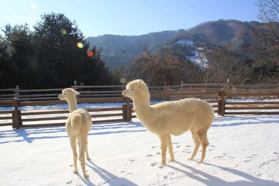 Seoul: Eobi Ice Valley, Alpaca World, Nami Island and More - Why this Seoul day trip works