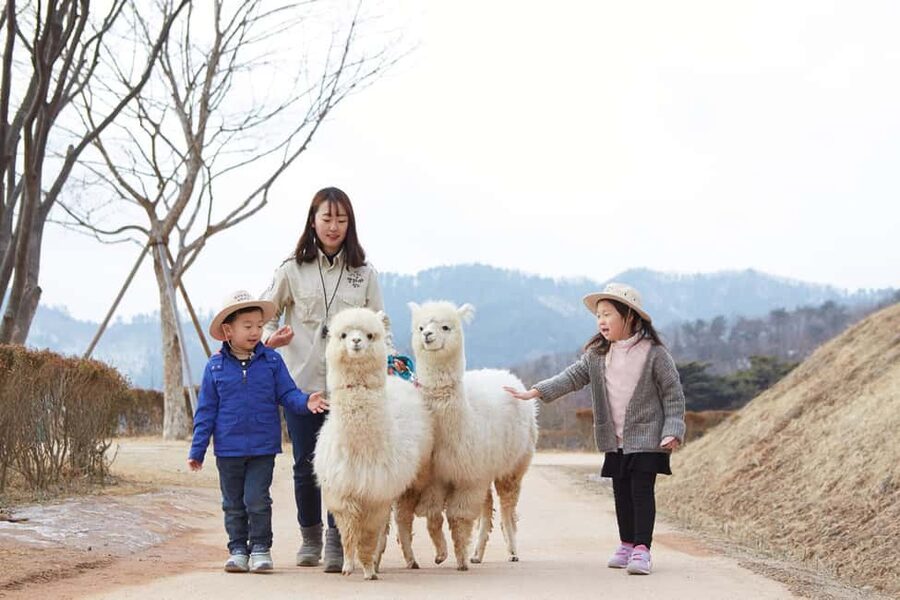 Seoul: Eobi Ice Valley, Alpaca World, Nami Island and More - Meeting the alpacas at Alpaca World