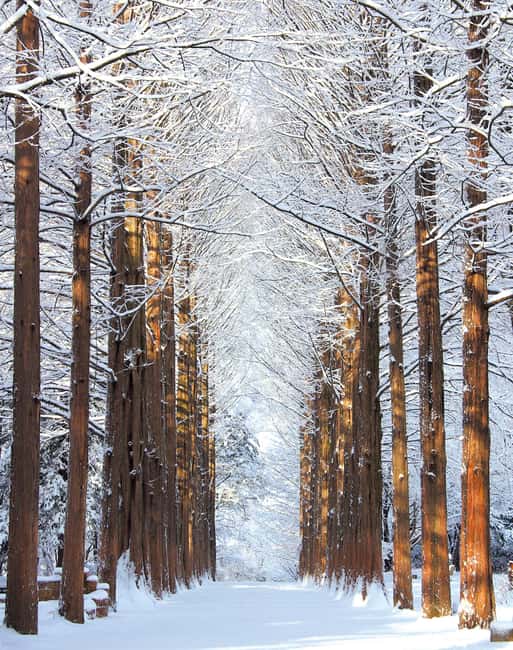 Seoul: Eobi Ice Valley, Alpaca World, Nami Island and More - Three hours on Nami Island