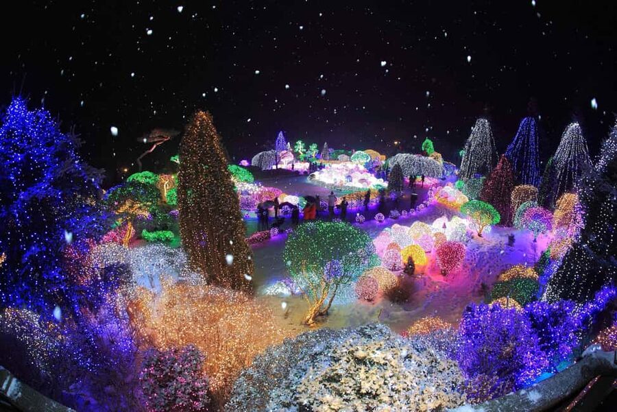 Seoul: Eobi Ice Valley, Alpaca World, Nami Island and More - Choosing the Garden of Morning Calm