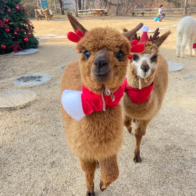 Seoul: Eobi Ice Valley, Alpaca World, Nami Island and More - Guides, transport, and the long return to Seoul