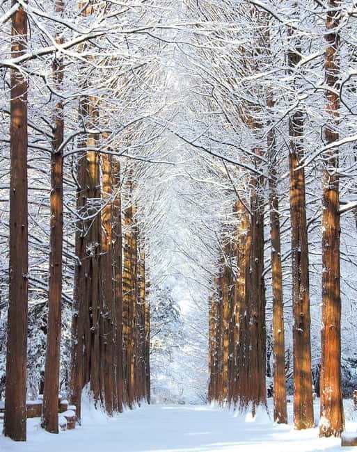 Seoul: Eobi Valley(Winter), Strawberry, Nami Island and Bike - Key points at a glance