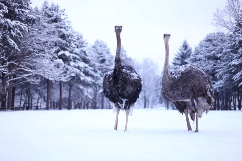 Seoul: Eobi Valley(Winter), Strawberry, Nami Island and Bike - Who should book this experience?