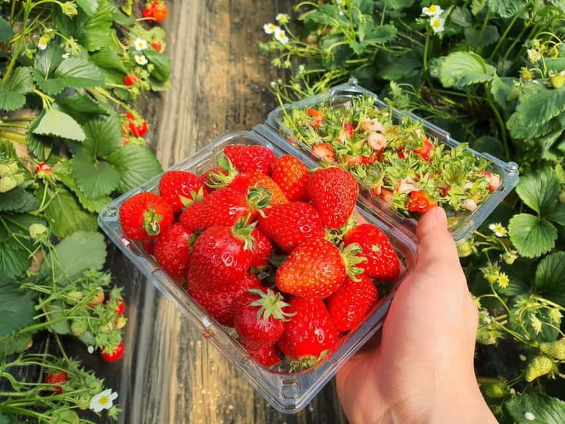 Seoul: Eobi Valley(Winter), Strawberry, Nami Island and Bike - Language support and tour style