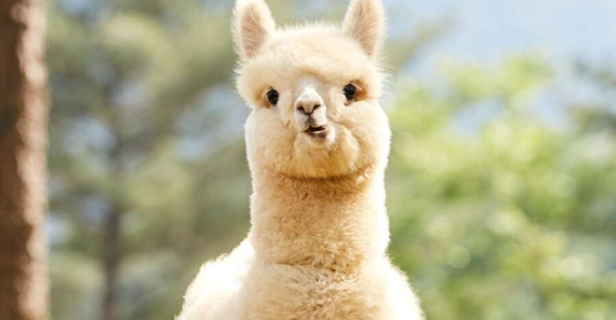 Seoul: Gangwon-do Day Trip with Alpaca World & Nami Island - Why this Seoul day trip works