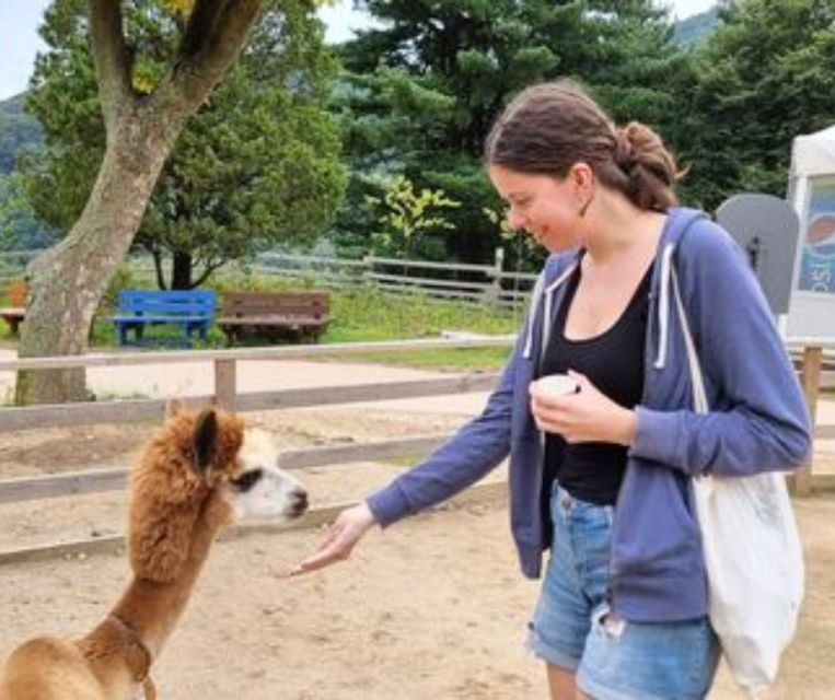 Seoul: Gangwon-do Day Trip with Alpaca World & Nami Island - Nami Island and its tall-tree paths