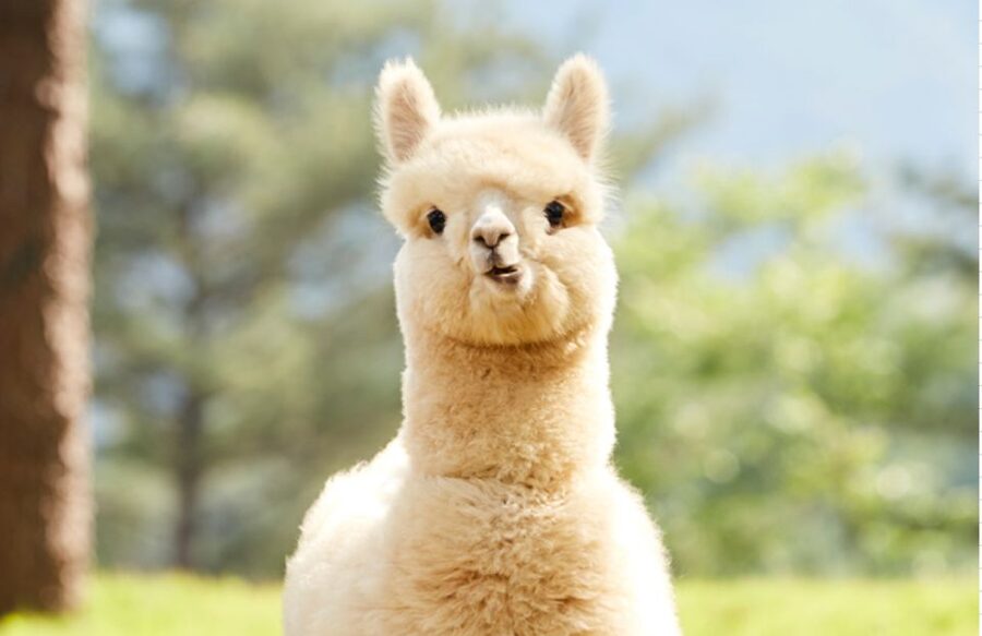 Seoul: Gangwon-do Day Trip with Alpaca World & Nami Island - Choosing the Garden of Morning Calm