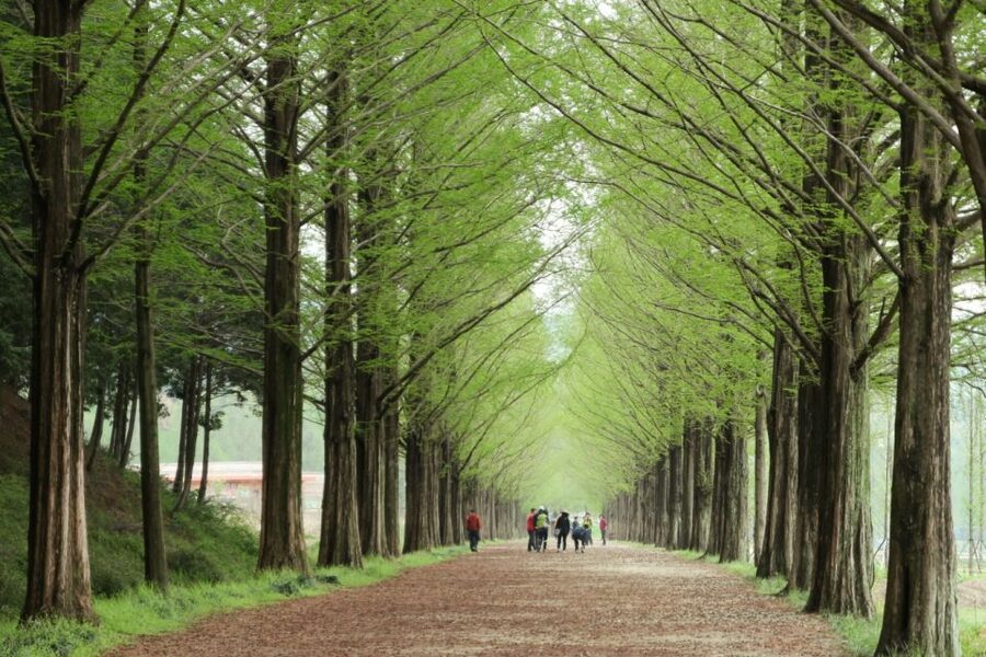 Seoul: Gangwon-do Day Trip with Alpaca World & Nami Island - Alpaca World, the morning’s cutest stop