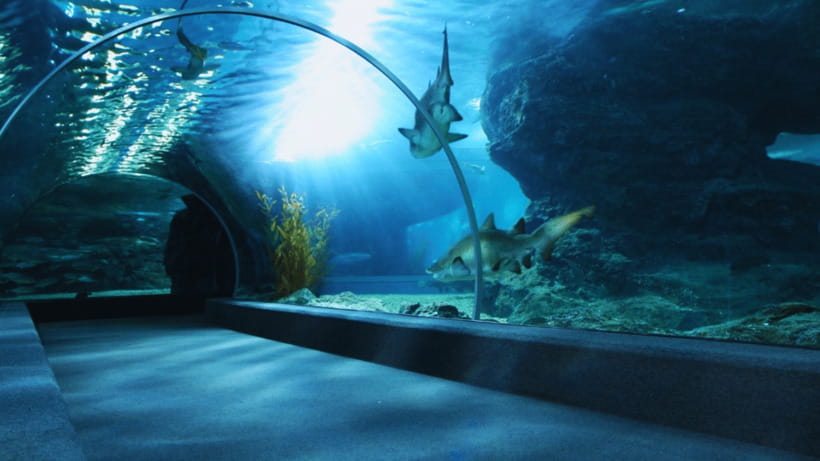 Seoul: Lotte World Aquarium Ticket - Key points to know before you go