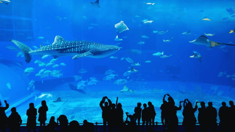 Seoul: Lotte World Aquarium Ticket - What the Lotte World Aquarium visit is really like