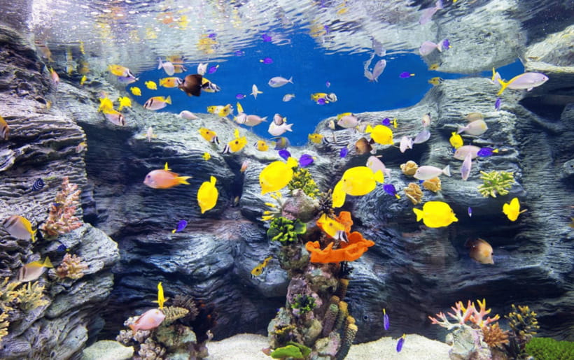 Seoul: Lotte World Aquarium Ticket - Underwater tunnels put you below the action