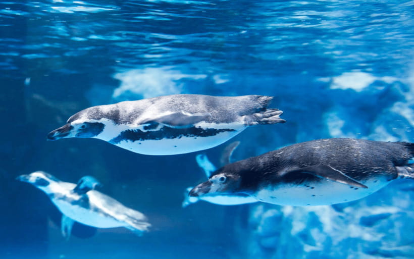 Seoul: Lotte World Aquarium Ticket - The 25-meter tank is the visual centerpiece