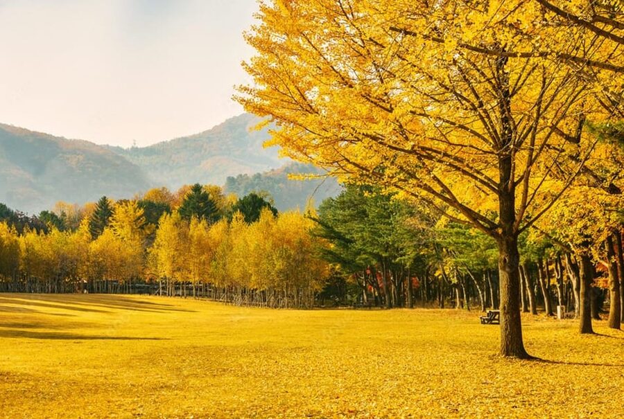 Seoul: Mt. Seorak & Nami Island & Eobi Ice Valley Day Tour - How the guide affects the experience