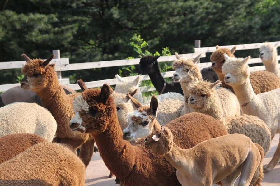 Seoul: Mt. Seorak & Nami Island & Eobi Ice Valley Day Tour - Weather, clothing, and the best season