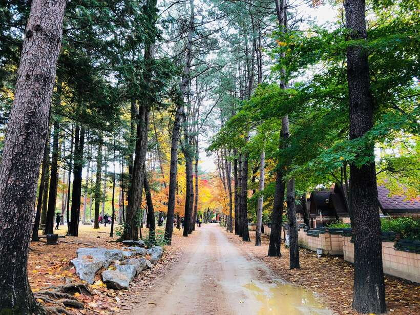 Seoul: Mt.Seorak, Nami Island & Korean Garden, No Shopping - Nami Island brings easy paths and plenty of photos