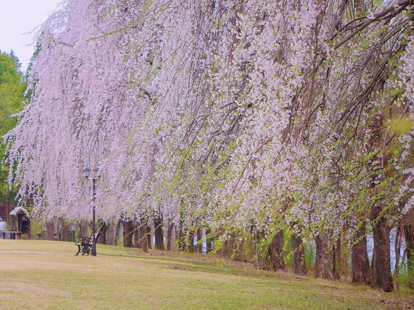 Seoul: Mt.Seorak, Nami Island & Korean Garden, No Shopping - Who should book this $95 outing