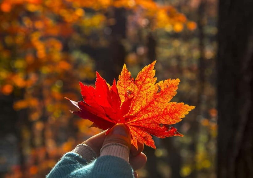 Seoul: Mt. Seoraksan National Park Autumn Foliage Day Tour - What the $60 price really covers